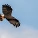 Everglade Snail Kite - Photo (c) Noah Frade, some rights reserved (CC BY-NC-ND), uploaded by Noah Frade