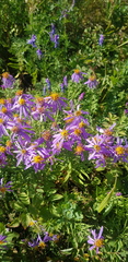 Galatella dahurica