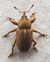 Curculionidae