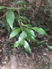 Symplocos baeuerlenii