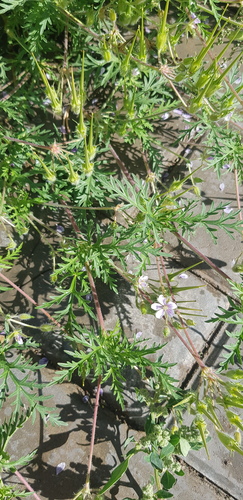Erodium stephanianum (Erodium stephanianum)