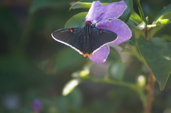 Phocides polybius