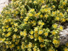 Ivesia shockleyi