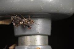 Scriptoplusia nigriluna