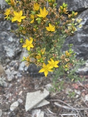Hypericum formosum
