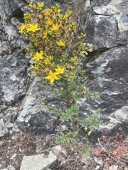 Hypericum formosum
