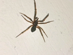 Steatoda