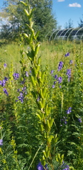 Aconitum baicalense