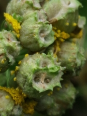 Rhopalomyia tanaceticola