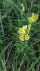 Linaria vulgaris