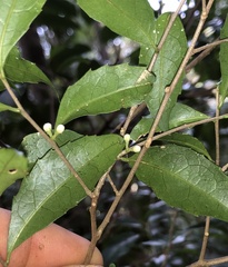 Symplocos baeuerlenii