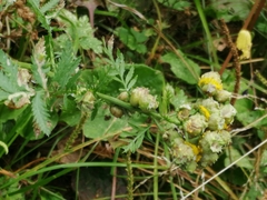 Rhopalomyia tanaceticola