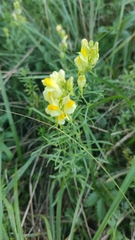 Linaria vulgaris