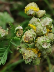 Rhopalomyia tanaceticola