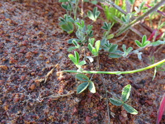 Lotononis prostrata