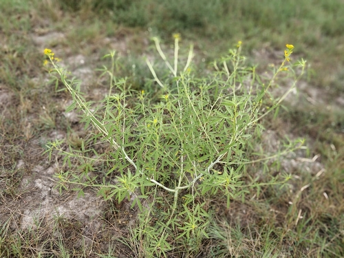 Image of Cleomella angustifolia by (c) Jeff D Hansen, some rights reserved (CC BY)