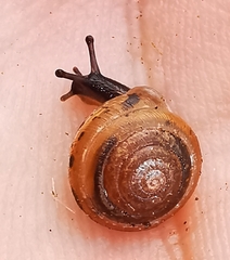 Perforatella bidentata