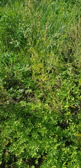 Artemisia gmelinii