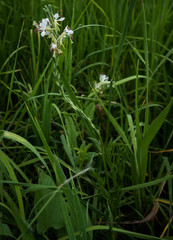 Oenothera suffrutescens