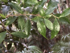 Symplocos baeuerlenii