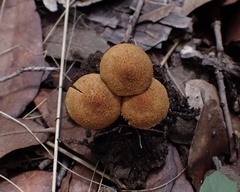 Mallocybe multispora