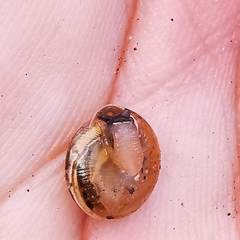 Perforatella bidentata