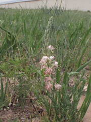 Oenothera suffrutescens