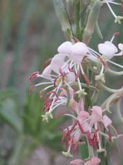 Oenothera suffrutescens