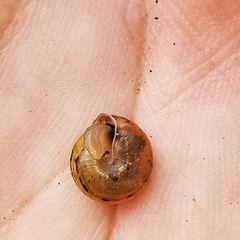 Perforatella bidentata