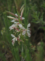 Oenothera suffrutescens