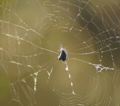 Gasteracantha cancriformis