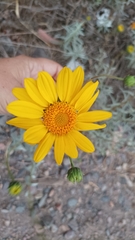Aldama revoluta