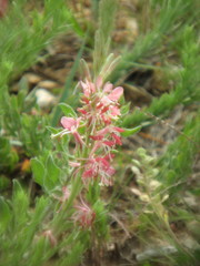 Oenothera suffrutescens