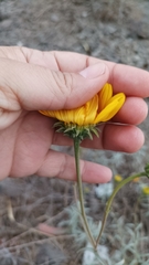Aldama revoluta