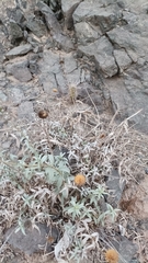 Aldama revoluta