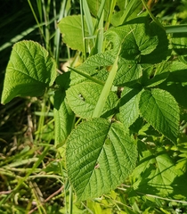 Rubus sachalinensis