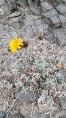 Aldama revoluta