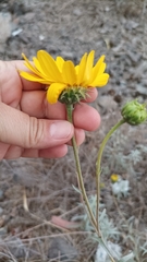 Aldama revoluta