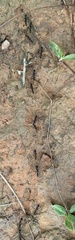 Formicidae