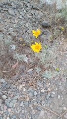 Aldama revoluta