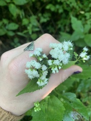 Ageratina altissima