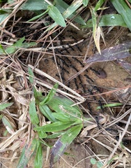 Formicidae