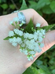 Ageratina altissima
