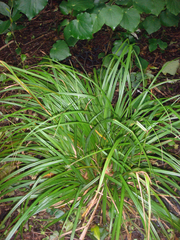 Carex ventosa