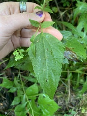 Ageratina altissima