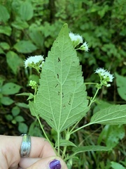 Ageratina altissima