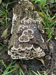 Trametes versicolor