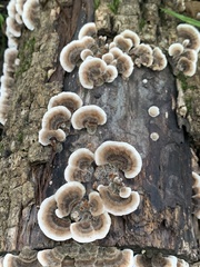 Trametes versicolor