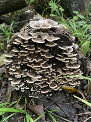 Trametes versicolor