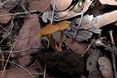 Mallocybe multispora